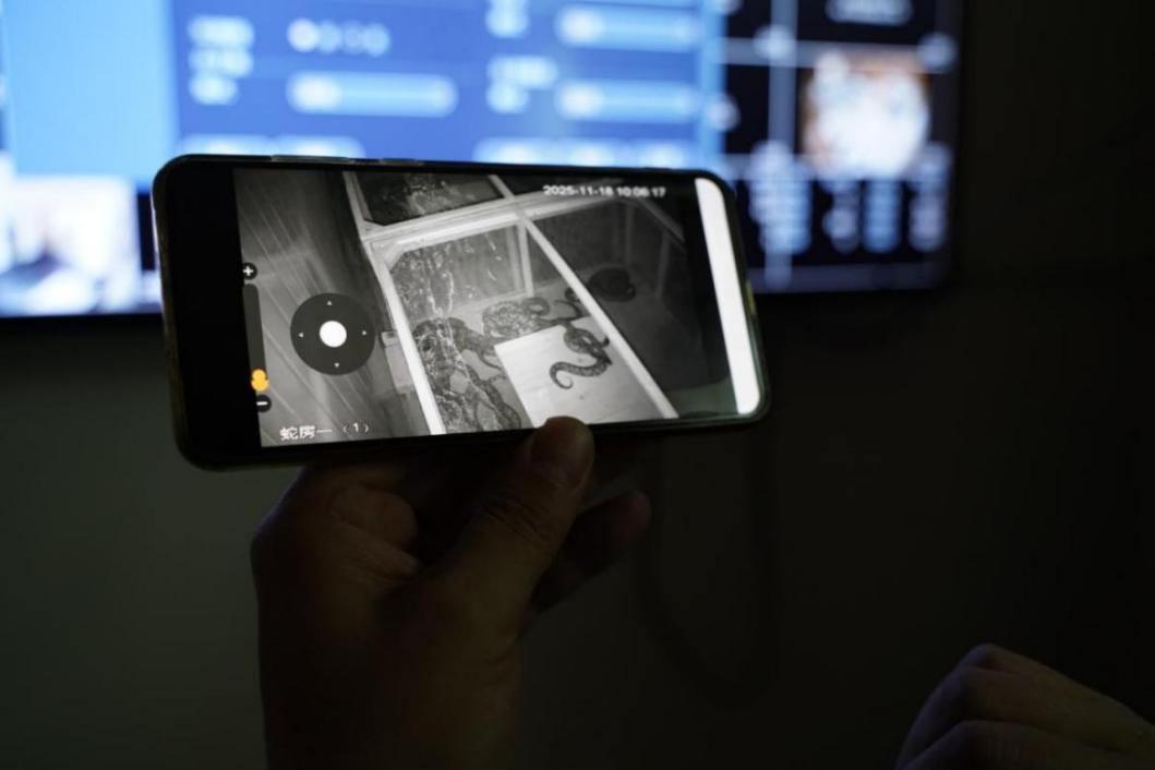 平安产险浙江分公司：为药用蛇“满身宝”穿上“金钟罩”