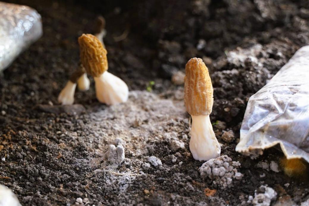 平安产险浙江分公司：一张保单守护“菌中黄金”