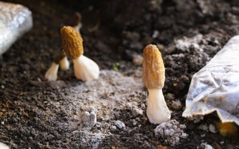 平安产险浙江分公司：一张保单守护“菌中黄金”