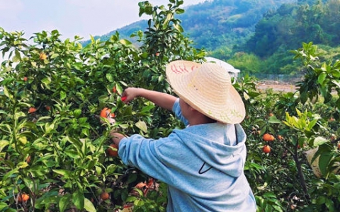 平安产险浙江分公司：从“田间”到“直播间”  “党建+”赋能“销售旺”