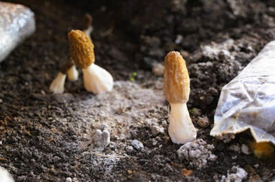 平安产险浙江分公司：一张保单守护“菌中黄金”